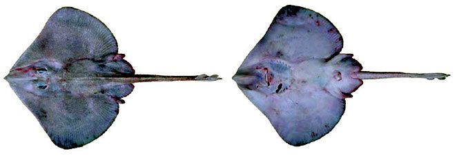 Malacoraja kreffti_05